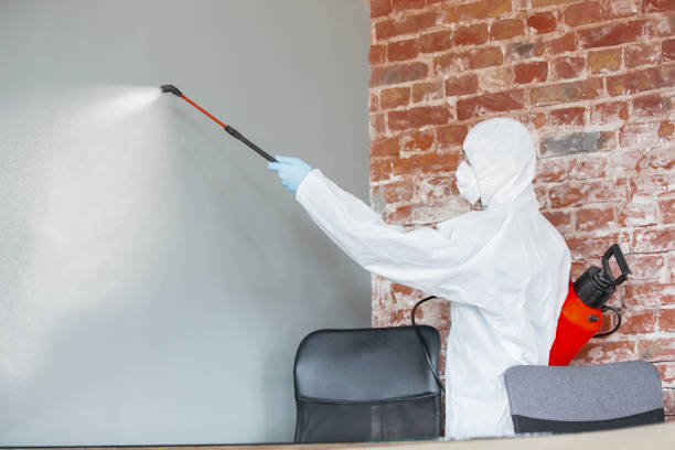 Best Environmental Consulting for Mold Prevention  in Great Neck, NY