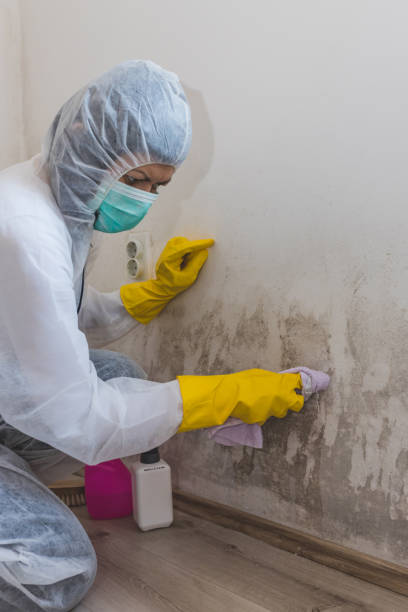 Best Environmental Consulting for Mold Prevention  in Great Neck, NY