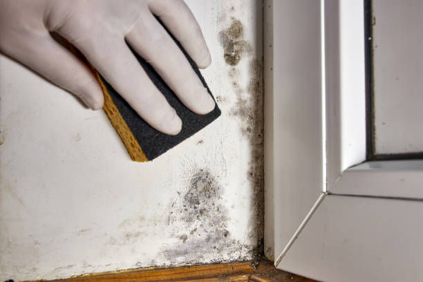 Best Air Quality Testing for Mold Spores  in Great Neck, NY