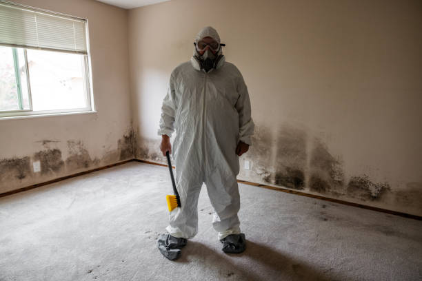 Best Basement Mold Removal  in Great Neck, NY
